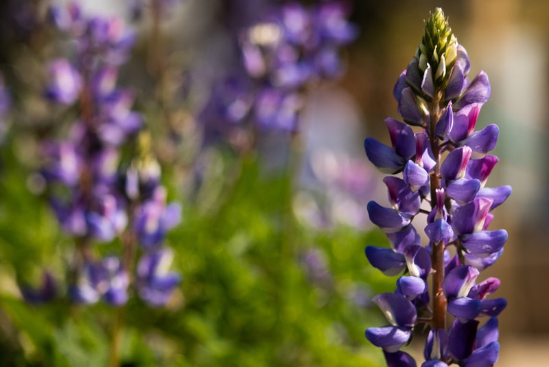 Lupine Arroyo flower seeds from SeedsNow-Flowers, showing colorful seed packets with vibrant lupine flower illustrations.