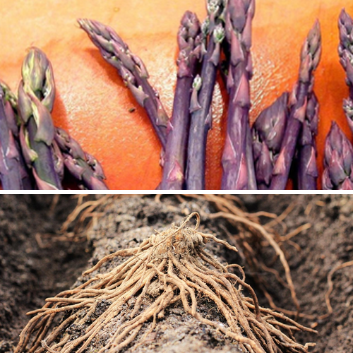 Asparagus (Crowns/Roots) - Purple Passion (Organic) - SeedsNow.com