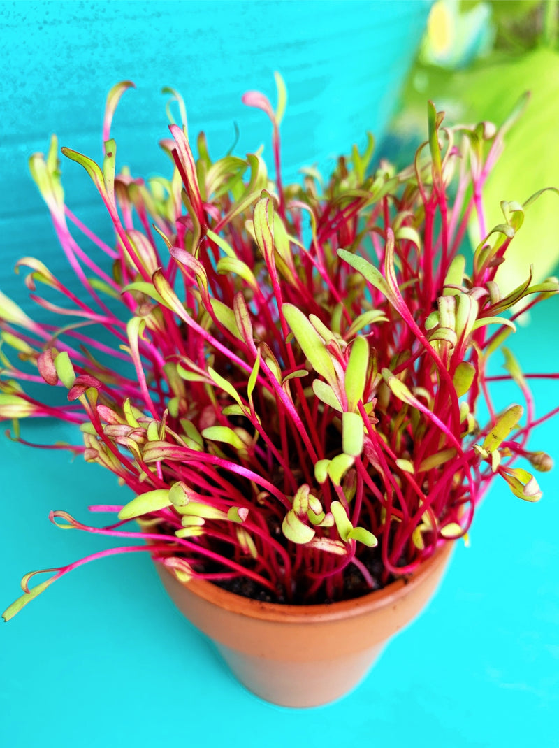 Sprouts/Microgreens - Beet, Dark Red