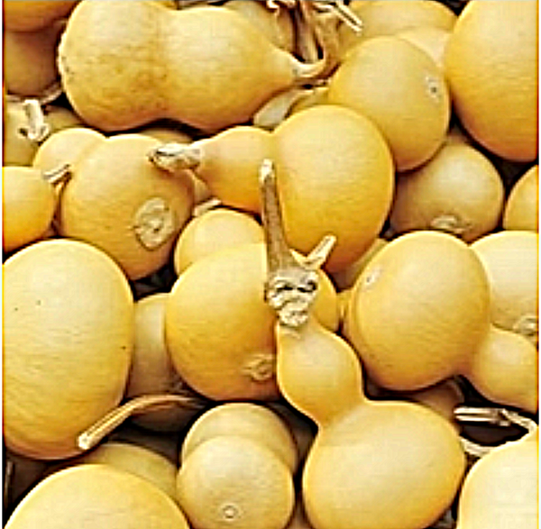 Gourd - Large Bottle "Birdhouse" - SeedsNow.com