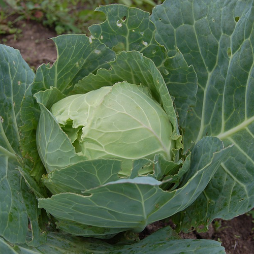 Cabbage - Glory Of Enkhuizen - SeedsNow.com