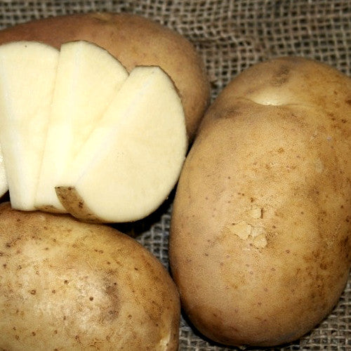 Potato (Early Season) - Cal White