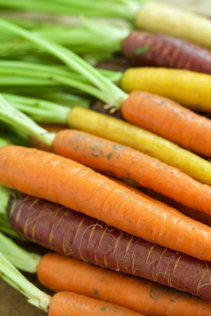 Carrot - Heritage Rainbow Blend