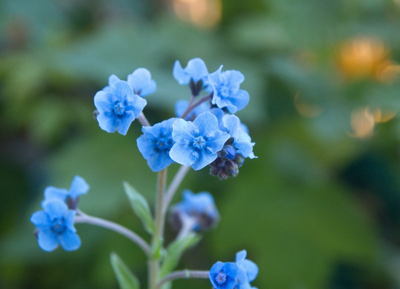 Forget-Me-Not flower seeds from SeedsNow-Flowers, showing small blue seed packets with floral illustrations.