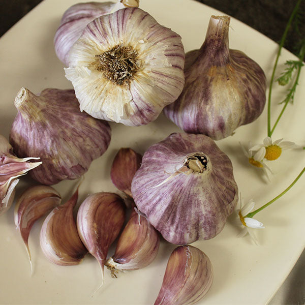 Garlic - (Hard Neck) Purple Creole