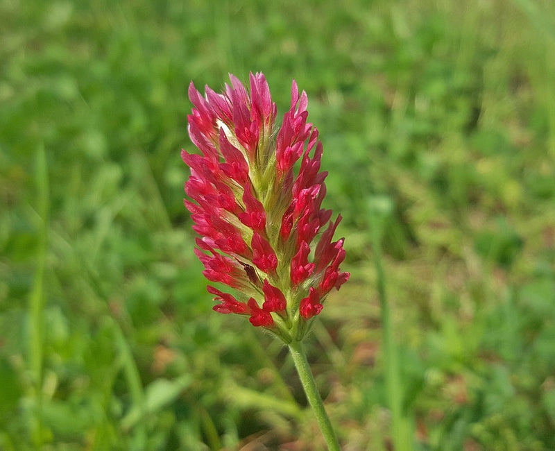 Cover Crop - Clover (Red Crimson)