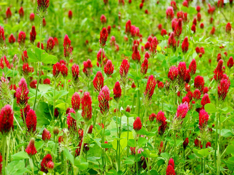 Cover Crop - Clover (Red Crimson)