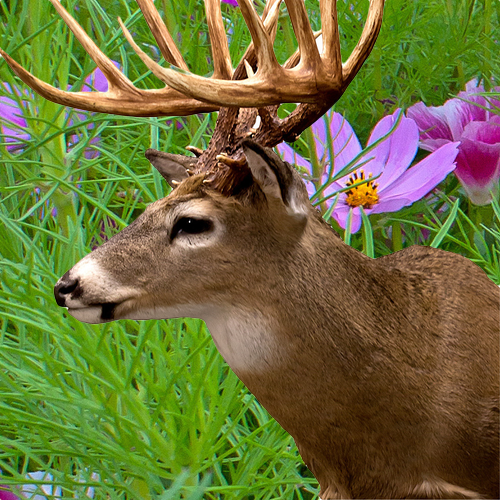 Wildflowers - Deer Resistant Scatter Garden Seed Mix