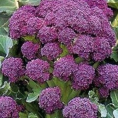 Broccoli - Early Purple