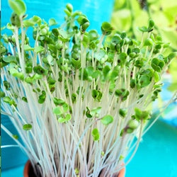 Sprouts/Microgreens - Kale, Green Curly