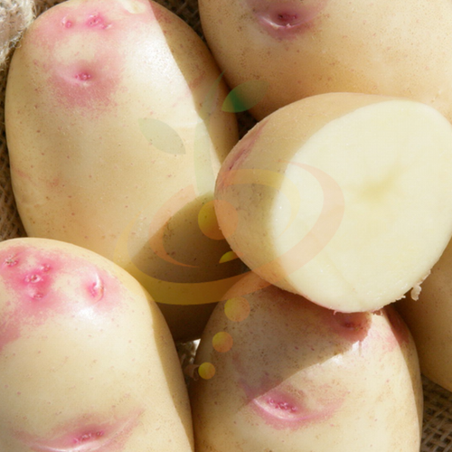 Potato (Early-Season) - King Edward (Organic/Heirloom)