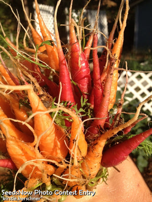 Carrot - Tendersweet, 7" Long.