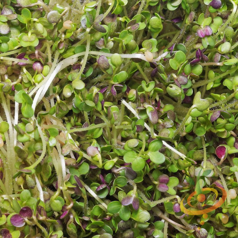 Sprouts/Microgreens - Mustard, Mizuna (Green).