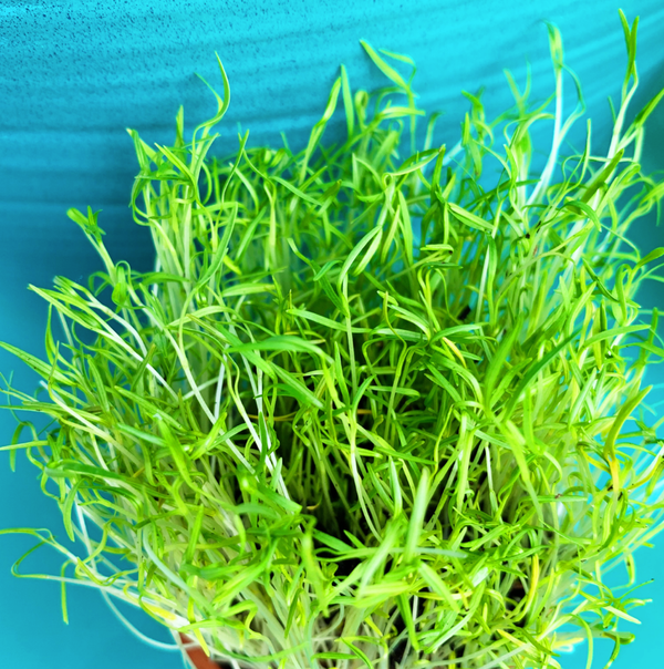Sprouts/Microgreens - Carrots (Micro)
