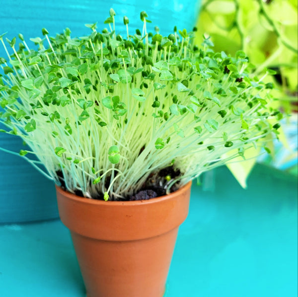 Sprouts/Microgreens - Chia