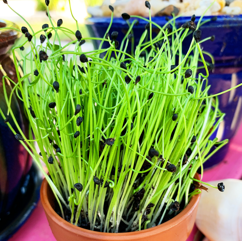 Sprouts/Microgreens - Chives, Garlic