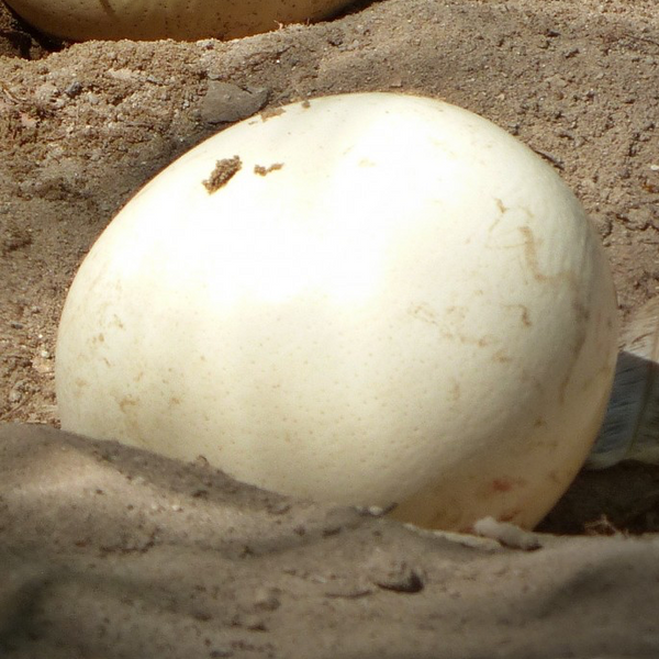 Gourd - Nest Egg