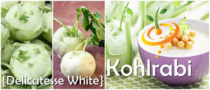 Kohlrabi - Delicatesse, White.