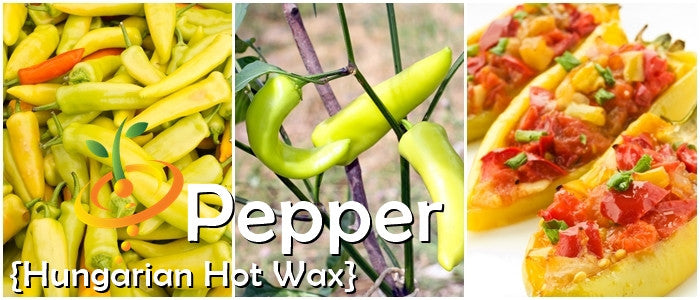 Pepper - Hungarian Hot Wax.