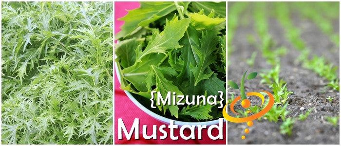 Mustard - Mizuna.