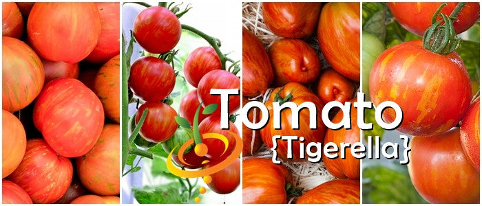 Tomato - Tigerella [INDETERMINATE].