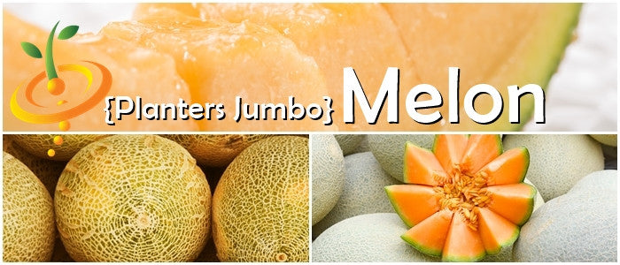 Melon - Planters Jumbo.