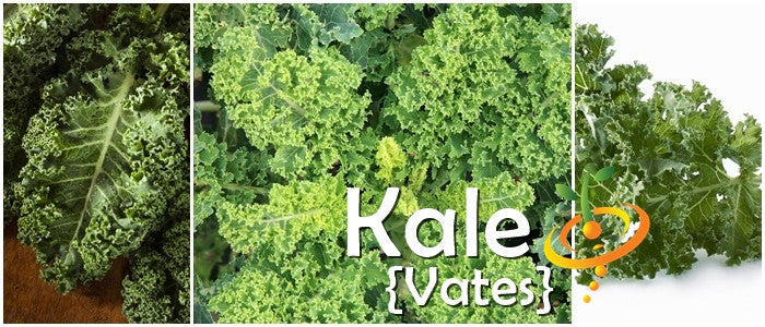 Kale - Vates.