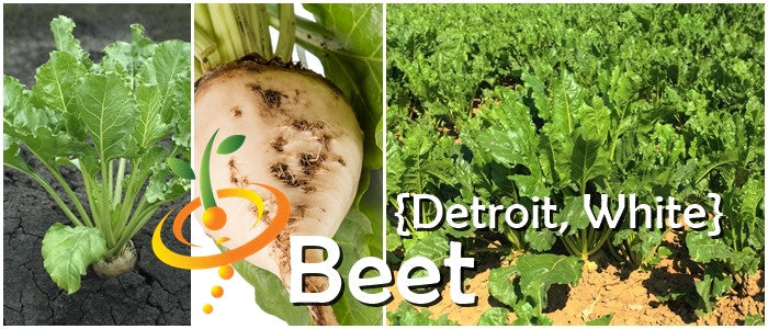 Beet - Detroit (White).