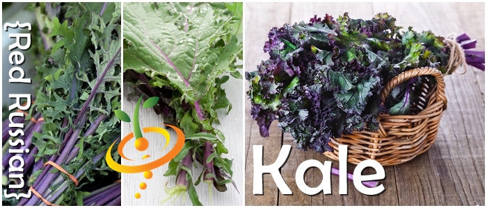 Kale - Red Russian.