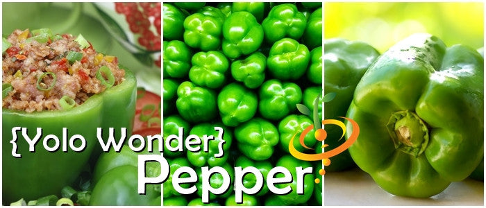 Pepper - Yolo Wonder.