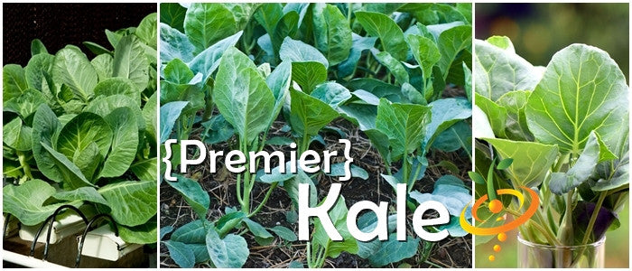 Kale - Premier.