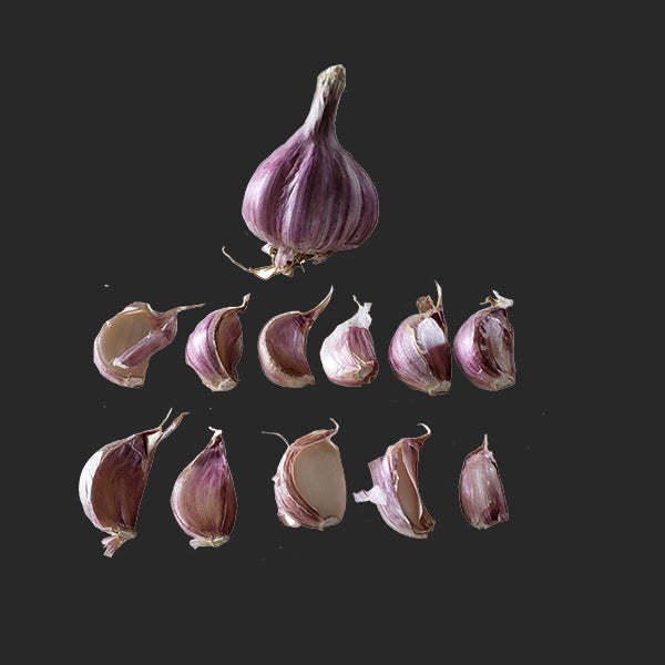 Garlic - (Hard Neck) Persian Star