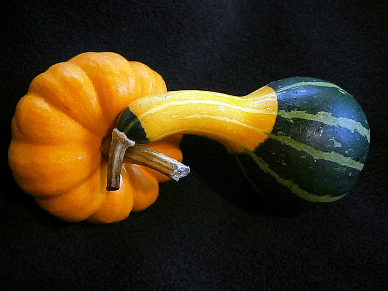 Gourd - Pear (Small), Bi-Color
