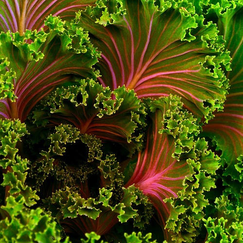 Kale - Purple Curly - SeedsNow.com