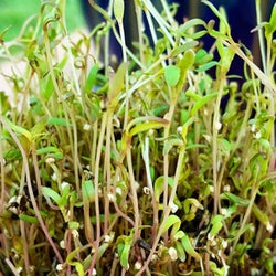 Sprouts/Microgreens - Quinoa