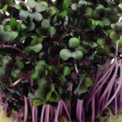 Sprouts/Microgreens - Kale, Red Russian.