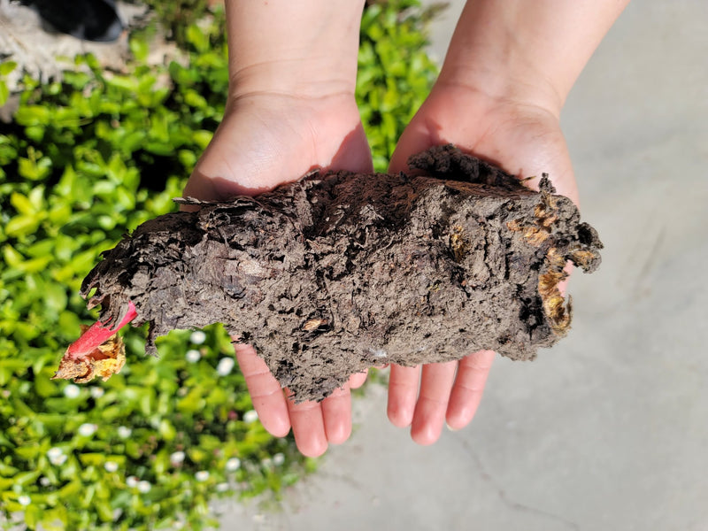 Crimson cherry rhubarb root from SeedsNow-Rhubarb, showing fresh, vibrant rhubarb roots with red and green stalks.