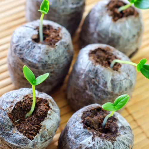 Close-up of organic seed starting soil pods with small green seedlings emerging on a wooden surface