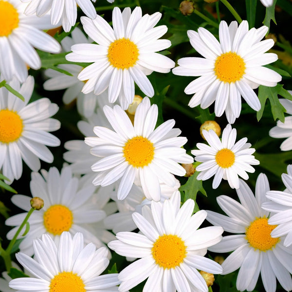 Flowers - Daisy, Shasta