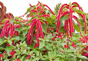 Amaranth - Red Garnet.