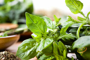 Basil - Lime.