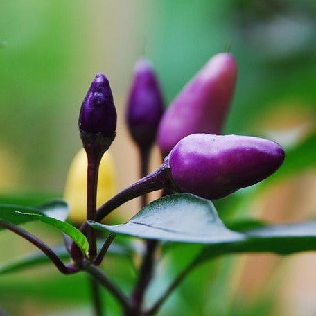 Pepper (Hot) - Purple Tiger 🔥🔥 - SeedsNow.com