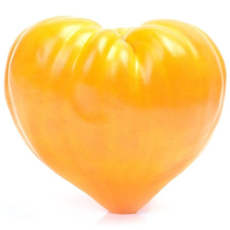 Tomato - Oxheart, Yellow (Indeterminate)