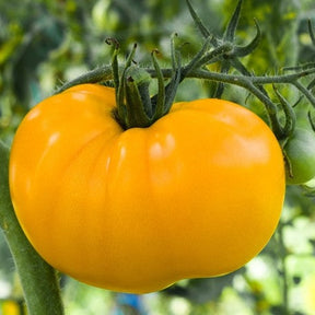 Yellow Brandywine Tomato Seeds | Large Yellow Indeterminate Tomato