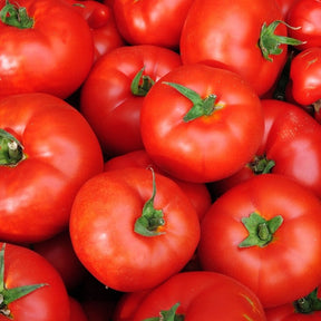 Tomato Caribe Seeds | Heat Tolerant, Compact Determinate Tomato Plants
