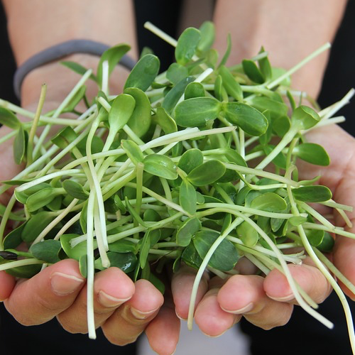 Sprouts/Microgreens - Sunflower