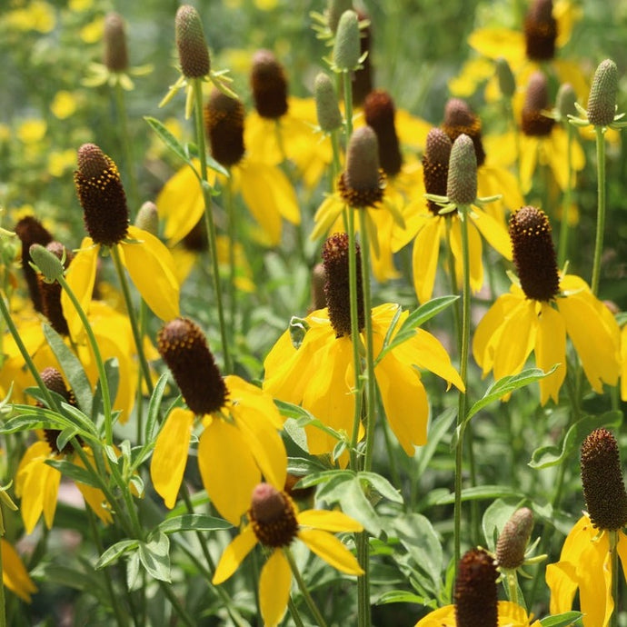 Yellow Prairie Coneflower seeds from SeedsNow, showing vibrant yellow petals and dark center of the Mexican Hat flower.