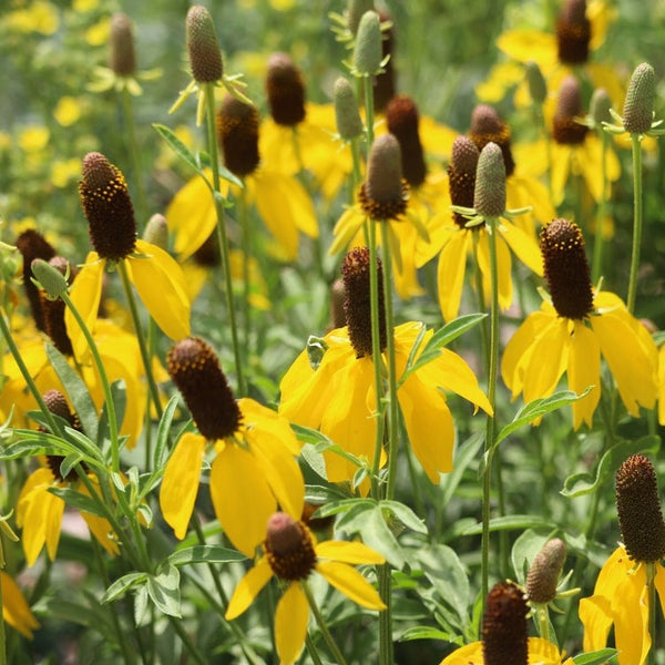 Flowers - Coneflower, Yellow Prairie (Mexican Hat)