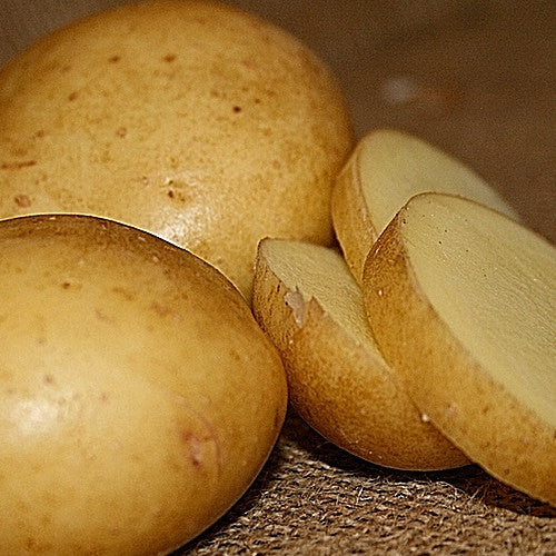 Potato (Early-Season) - Yukon Gold (ORGANIC)